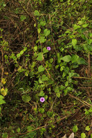 Ipomoea pileata (syn. I. involucrata) climbing at forest margin, Campo, Cameroun