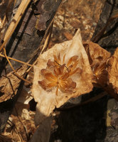 Ipomoea pileata (syn.I. involucrata), open dry capsules surrounded fy the fused involucral bracts, Mumbo Island, Lake Malawi NP