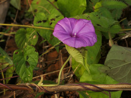 Ipomoea pileata (syn. I. involucrata) with characteristic boat shaped coalescent involucral bracts, Campo, Cameroun