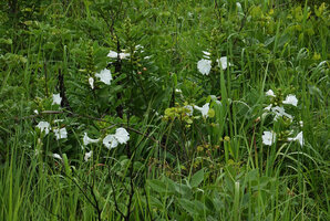 Ipomoea prismatosyphon, erect flowering seasonal stems, Katavi NP, Tanzania