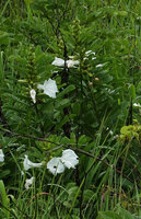 Ipomoea prismatosyphon, erect rigid flowering seasonal stems, Katavi NP, Tanzania