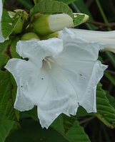 Ipomoea prismatosyphon, flower, Katavi NP, Tanzania