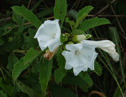 Ipomoea prismatosyphon, flowers at the end of anthesis in mid morning, Katavi NP, Tanzania