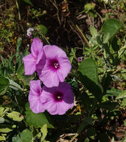 Ipomoea rubens, Lake Chamo, Arba Minch, Ethiopia