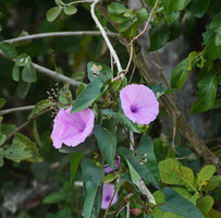 Ipomoea sagittata climbing on the trees along the river banks, flower detail, Miranda, Pantanal, Brazil