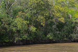 Ipomoea sagittata climbing on the trees along the river banks, Miranda, Pantanal, Brazil