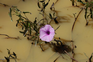 Ipomoea sagittata in a swamp, flower detail, Pantanal, Transpantanera, Cuiaba, Brazil