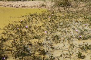 Ipomoea sagittata in a swamp, Pantanal, Transpantanera, Cuiaba, Brazil