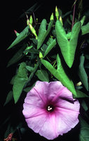Ipomoea sagittata, leaves and flowers in summer, La Albufera, Valencia, Spain