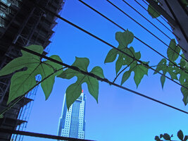 Ipomoea setosa var campanulata, Le Nouvel, Kuala Lumpur