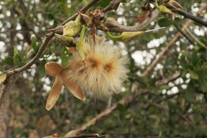 Ipomoea shirambensis, hairy seeds and dry open capsule, Monkey Bay, Malawi