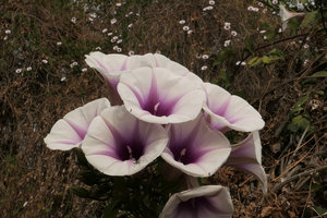 Ipomoea shirambensis, inflorescence, Monkey Bay, Malawi