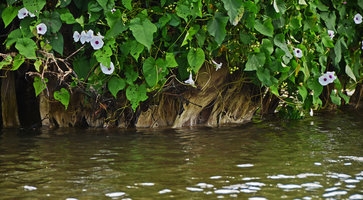 Ipomoea tiliacea roots in the Rio Negro, Manaos, Amazonas, Brazil