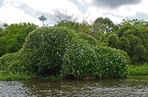 Ipomoea tiliacea sheet over the Rio Negro, Manaos, Amazonas, Brazil
