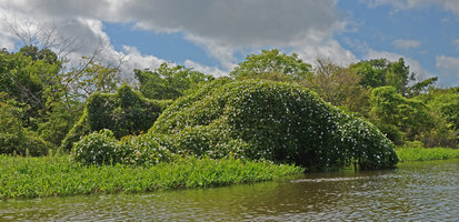 Ipomoea tiliacea sheets over the Rio Negro, Manaos, Amazonas, Brazil