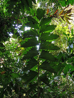 Iriartea deltoidea, Inkaterra, Madre de Dios, Peru