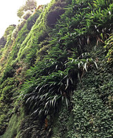 Iris japonica cascading along the Vertical Garden by Patrick Blanc, Rue d&#039;Alsace, Paris, Oct. 2019