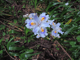 Iris japonica, flower close-up, Yamaguchi, Japan