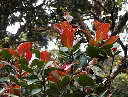 Isonandra montana with characteristic  bright red young leaves, Horton Plains, Sri Lanka
