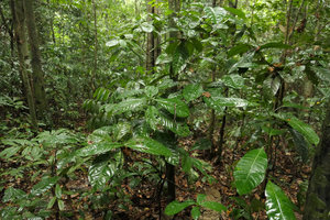 Ixora hippoperifera, a myrmecophilous shrub in forest understory, Kribi, Cameroun
