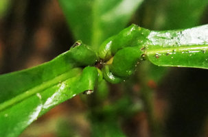 Ixora hippoperifera, backwards recurved base of leaf blade creating ant domatia, view from above, Kribi, Cameroun