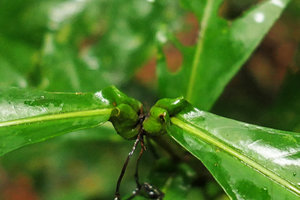 Ixora hippoperifera, backwards recurved base of opposite leaf blades creating ant domatia, Kribi, Cameroun