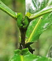 Ixora hippoperifera, backwards recurved base of opposite leaf blades creating ant domatia, lateral view, close up, Kribi, Cameroun