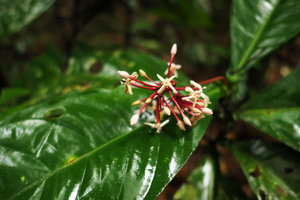Ixora hippoperifera, flowers, Kribi, Cameroun