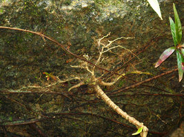 Ixora sp., rheophyte, close up of the roots firmly anchored to the stream rock, Selangor, Malaysia