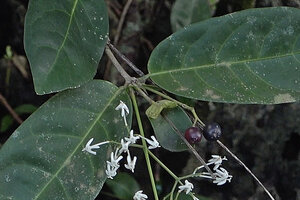 Ixora timorensis, flowers and two blackish mature fruits, Piaynemo, Raja Ampat, Papua