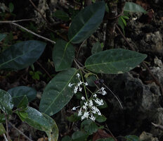 Ixora timorensis on karst, Piaynemo, Raja Ampat, Papua