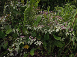Jacquemontia tomentella with silvery refringent leaves surrounding the inflorescences, same as Actinidia pilosula, Bauhinia pottsii or Paederia farinosa, Padawan, Kuching, Borneo