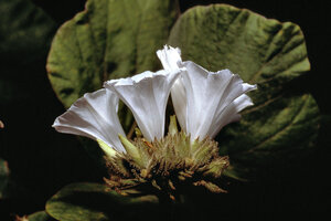 Jacquemontia guyanensis, French Guyana