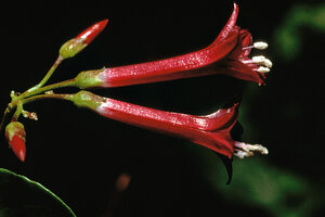 Jacquemontia solanifolia, Guadeloupe, French Caribean Islands