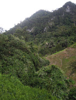 Jacquemontia tomentella climbing on forest remnant trees with the white flowered form of Merremia peltata, Padawan, Kuching, Borneo