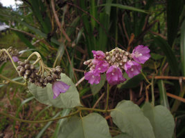 Jacquemontia tomentella flowers, Padawan, Kuching, Borneo
