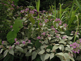 Jacquemontia tomentella with bright silvery refringent leaves surrounding pink flowered inflorescences, Padawan, Kuching, Borneo