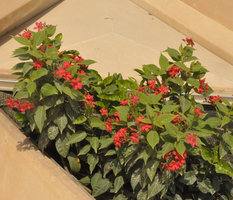 Jatropha integerrima, KAFD Conference Center, Riyadh, Saudi Arabia