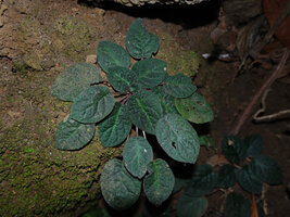 Jerdonia indica appressed on a vertical rock face, the petiole length increasing during all the leaf life span thus avoiding self overshading, Brahmagiri WS, Karnataka, India