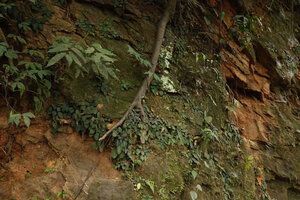 Jerdonia indica on vertical mossy rock wall, Gurukula Botanical Sanctuary, Periya, Kerala, India