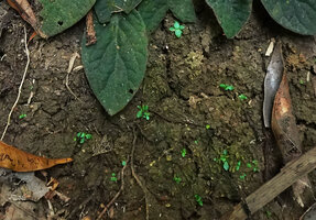Jerdonia indica, seedlings just under the mother plant on vertical litter free limestone rocky substrate, Brahmagiri WS, Karnataka, India