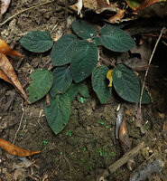 Jerdonia indica seedlings just under the mother plant on vertical litter free limestone substrate, Brahmagiri WS, Karnataka, India
