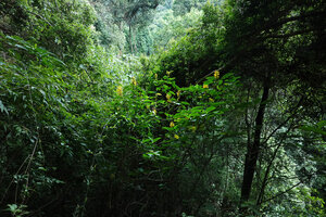 Justicia aurea as a tall shrub in forest understory, Finca el Pilar, Antigua, Guatemala