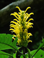 Justicia aurea, inflorescence, Finca el Pilar, Antigua, Guatemala