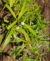 Justicia hookeriana, a characteristic rheophytic shrub with narrow shiny leaves, Manna Kathi Falls, Kitulgala, Sri Lanka