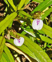 Justicia hookeriana, flowers, Manna Kathi Falls, Kitulgala, Sri Lanka