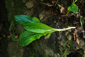 Kabuyea hostifolia, leaves, Sonjo waterfall, Udzungwa NP, Tanzania