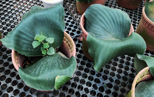 Kaempferia marginata, leaf thigmotropism exemplified by the leaves tightly adhering to any element in contact with the lower leaf surface, including the edge of a plastic container, Singapore