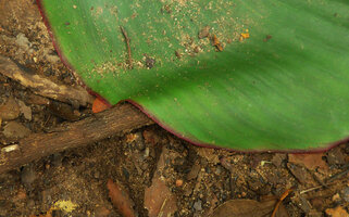 Kaempferia marginata, leaf tightly recovering a woody fragment due to thigmotropism, Tat Ton NP, Chaiyaphum, Thailand
