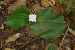 Kaempferia marginata, leaves appressed to the forest floor and tightly recovering each woody fragment due to thigmotropism, Tat Ton NP, Chaiyaphum, Thailand